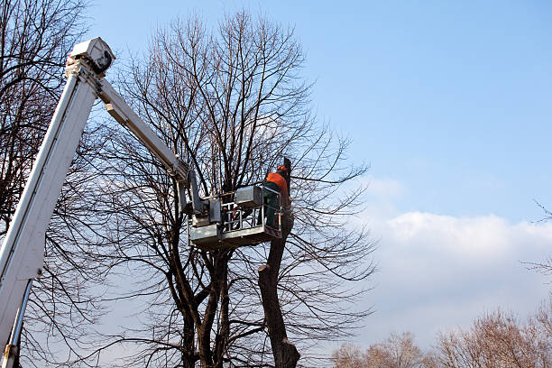 Trusted East Dubuque, IL Tree Services Experts